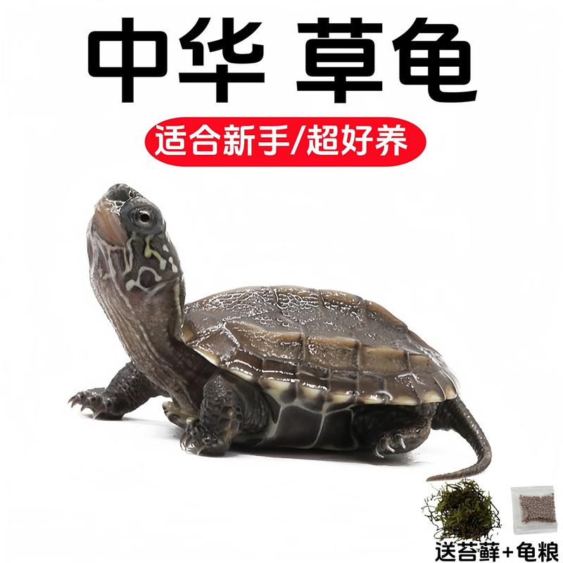 2025草龟价格会涨还是跌？-图2