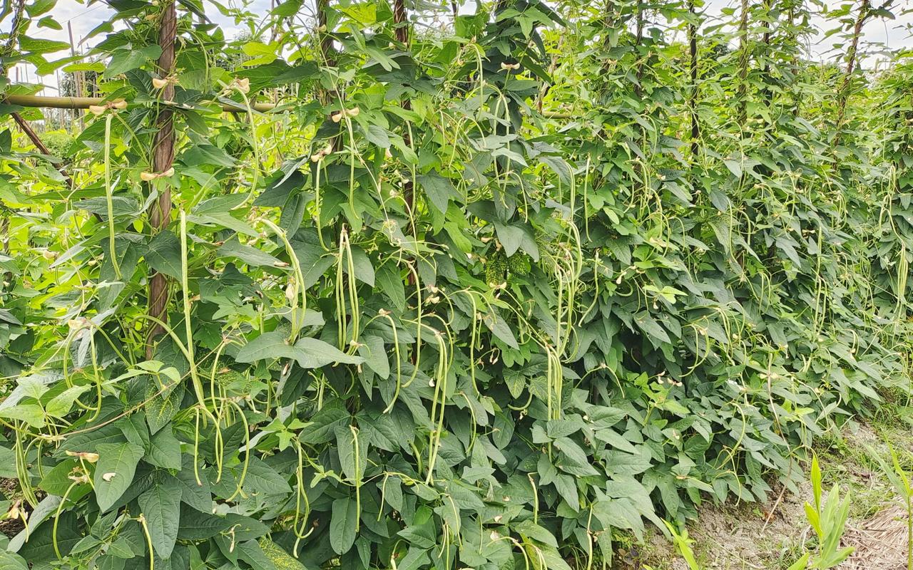 冬季豆角怎么种?视频教你关键技巧!-图1 冬季豆角怎么种?视频教你关键技巧!-图1