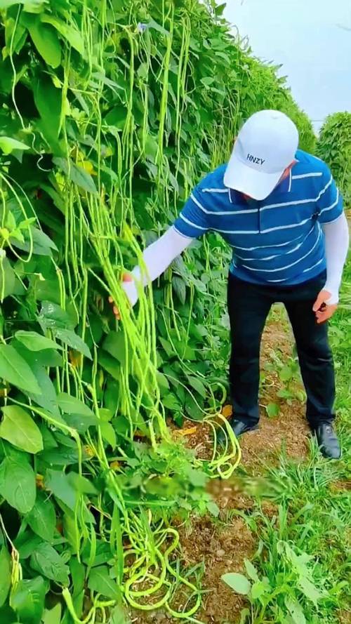 冬季豆角怎么种?视频教你关键技巧!-图2 冬季豆角怎么种?视频教你关键技巧!-图2