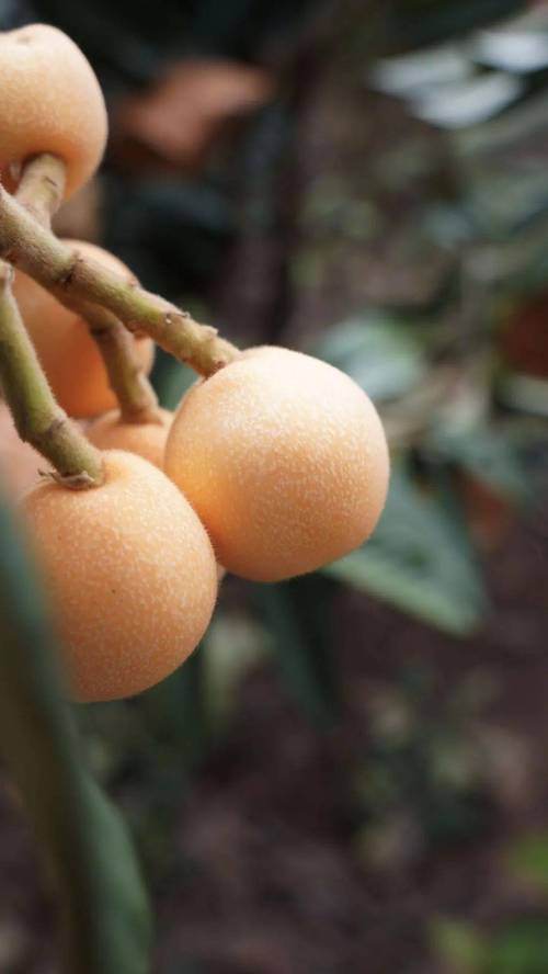 枇杷哪个品种又大又早-图1