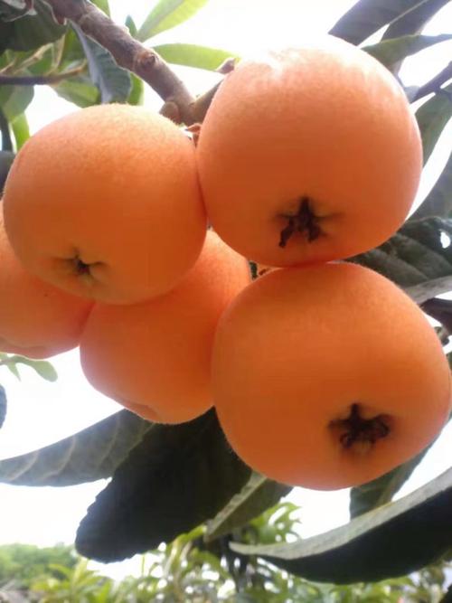 枇杷哪个品种又大又早-图2