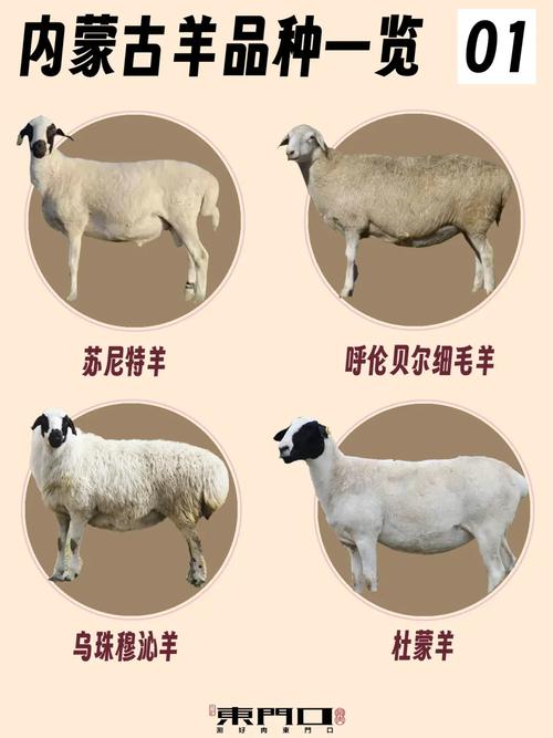 中国地方乳用绵羊品种有哪些？-图1