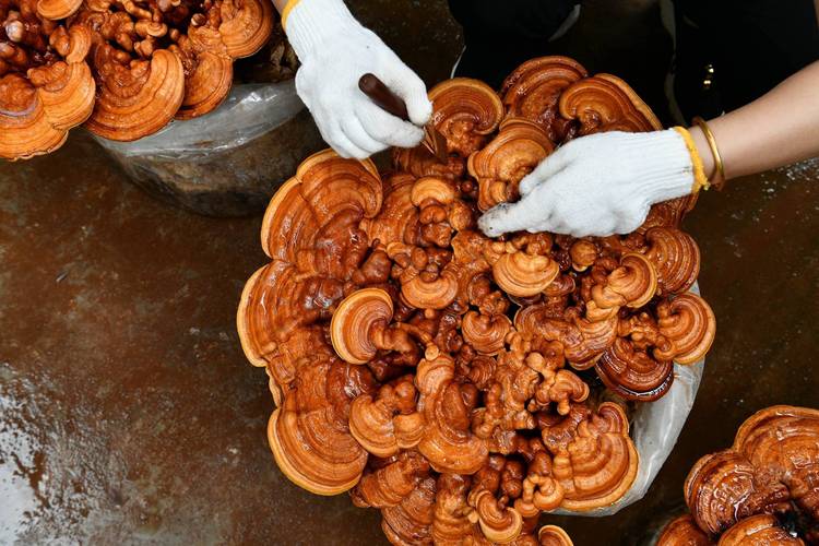 灵芝袋料种植视频怎么学?-图1 灵芝袋料种植视频怎么学?-图1