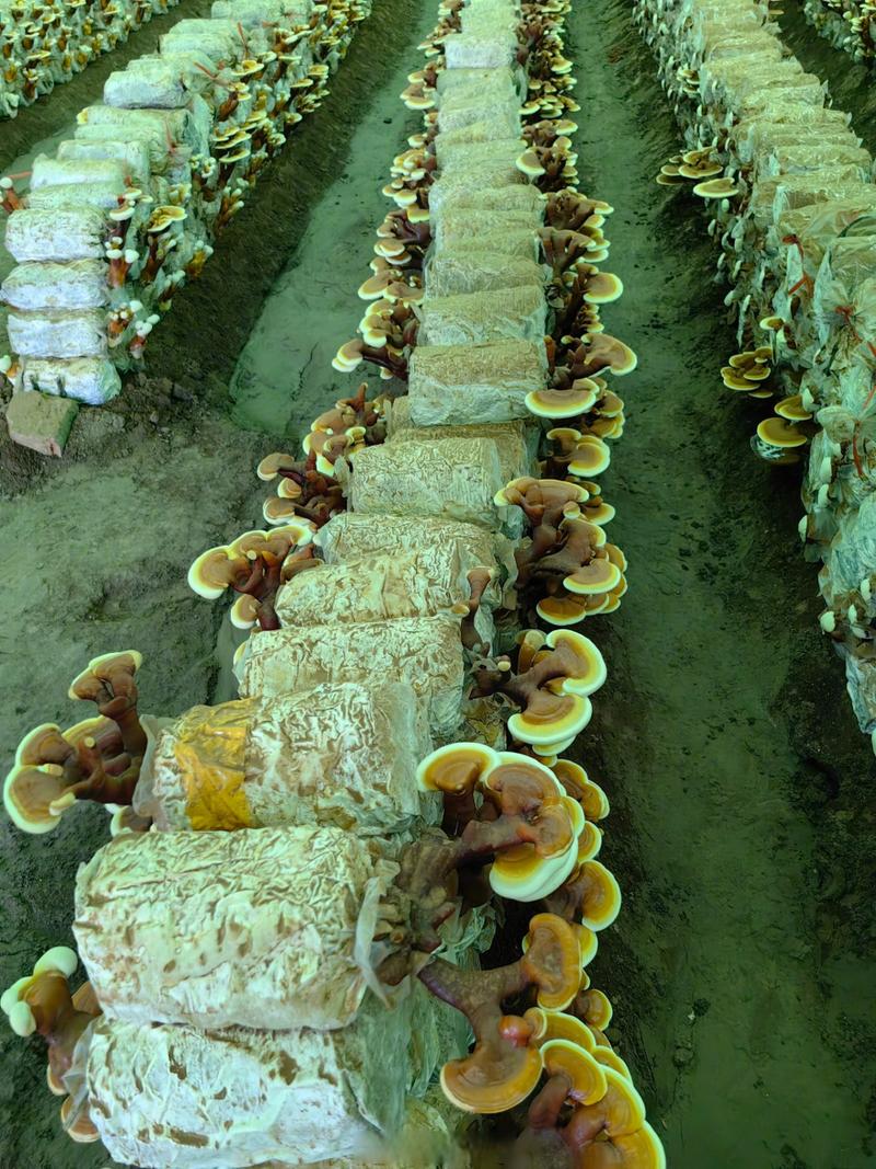 灵芝袋料种植视频怎么学?-图2 灵芝袋料种植视频怎么学?-图2