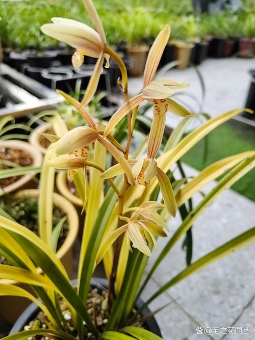 黄叶兰草是哪个品种？-图1