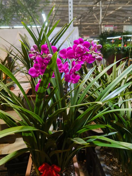 不同兰花品种开花有何差异？-图1