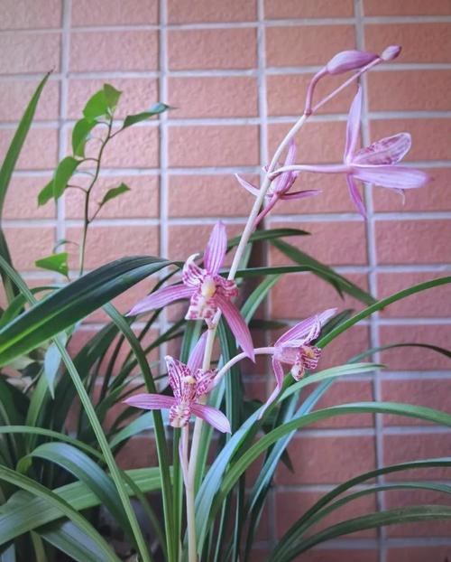 不同兰花品种开花有何差异？-图2