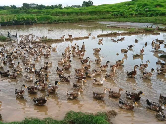 鱼塘养鸭技术视频有哪些要点？-图1