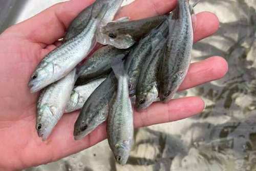 加州鲈鱼全年价格走势-图2