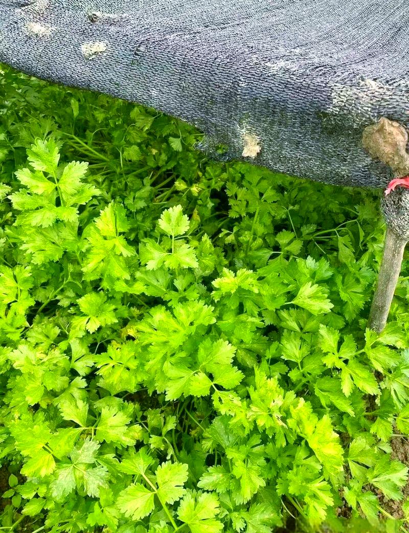 夏天芹菜怎么播种？技术要点有哪些？-图1