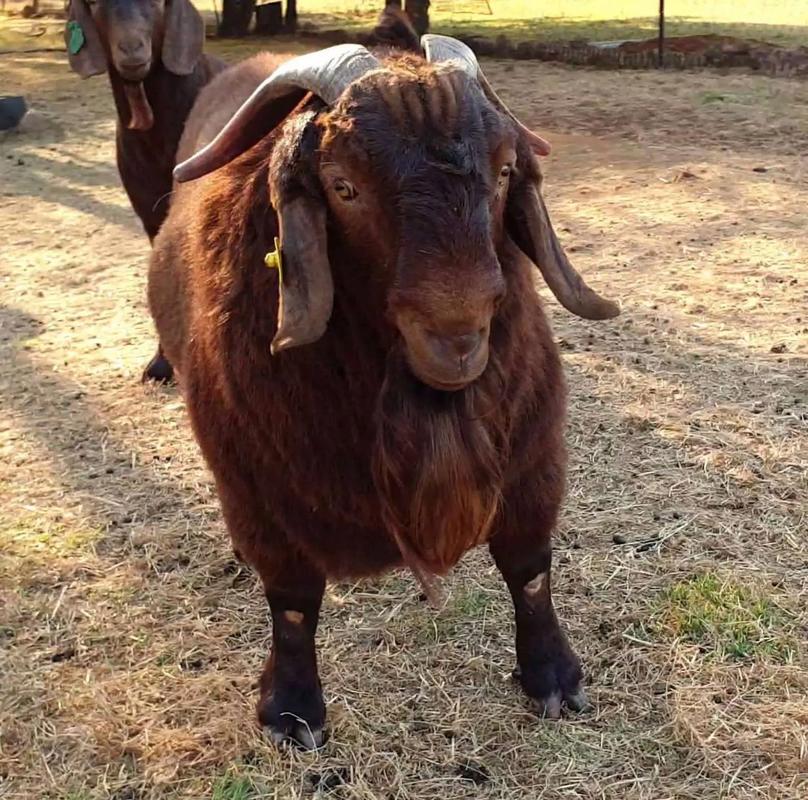 全世界最好的肉羊品种是哪个？-图2