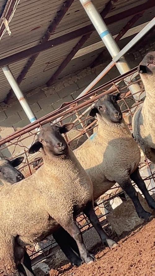 全世界最好的肉羊品种是哪个？-图3