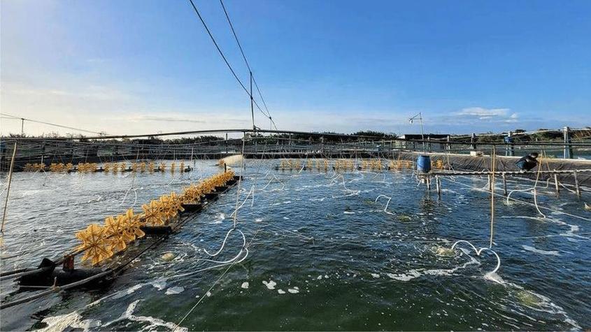 俄罗斯水产养殖主要品种有哪些？-图2