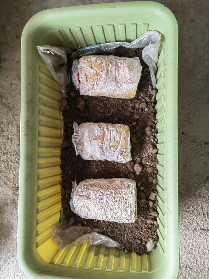 夏季室内如何种好蘑菇?-图1 夏季室内如何种好蘑菇?-图1