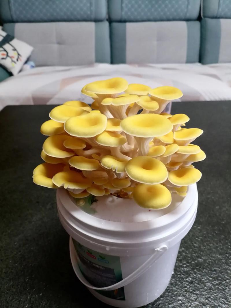 夏季室内如何种好蘑菇？-图3