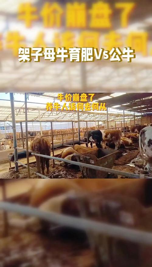 东北肉牛育肥养殖技术有哪些关键要点？-图1