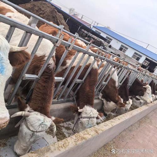 东北肉牛育肥养殖技术有哪些关键要点？-图2