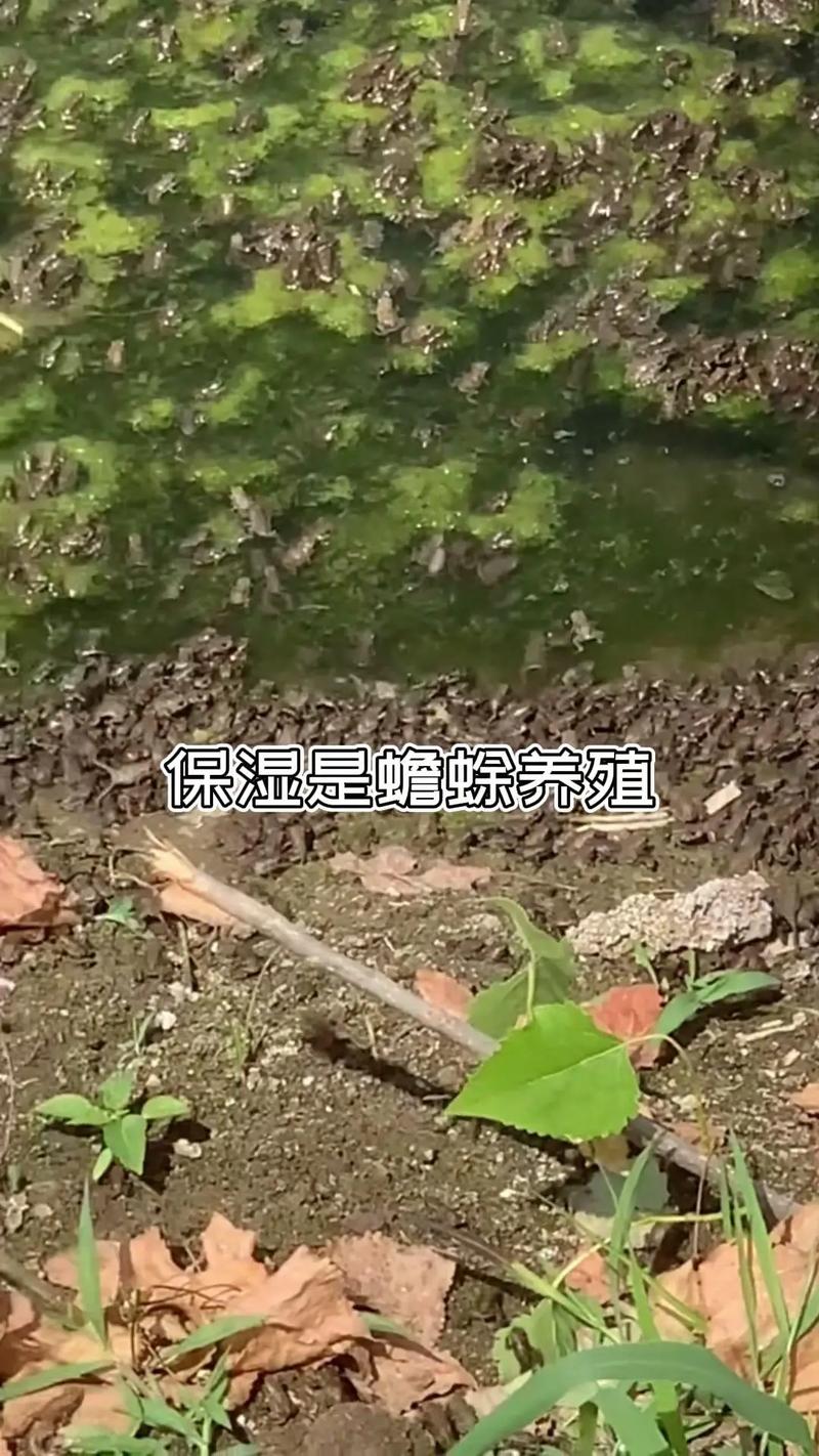 湖北正规蟾蜍养殖技术有哪些要点？-图3