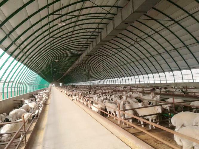 大棚养殖技术有哪些关键要点？-图3