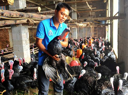 广西火鸡价格最新行情如何？-图1