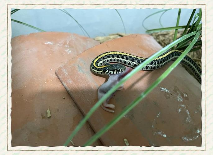 广西无毒蛇养殖技术有哪些要点？-图3