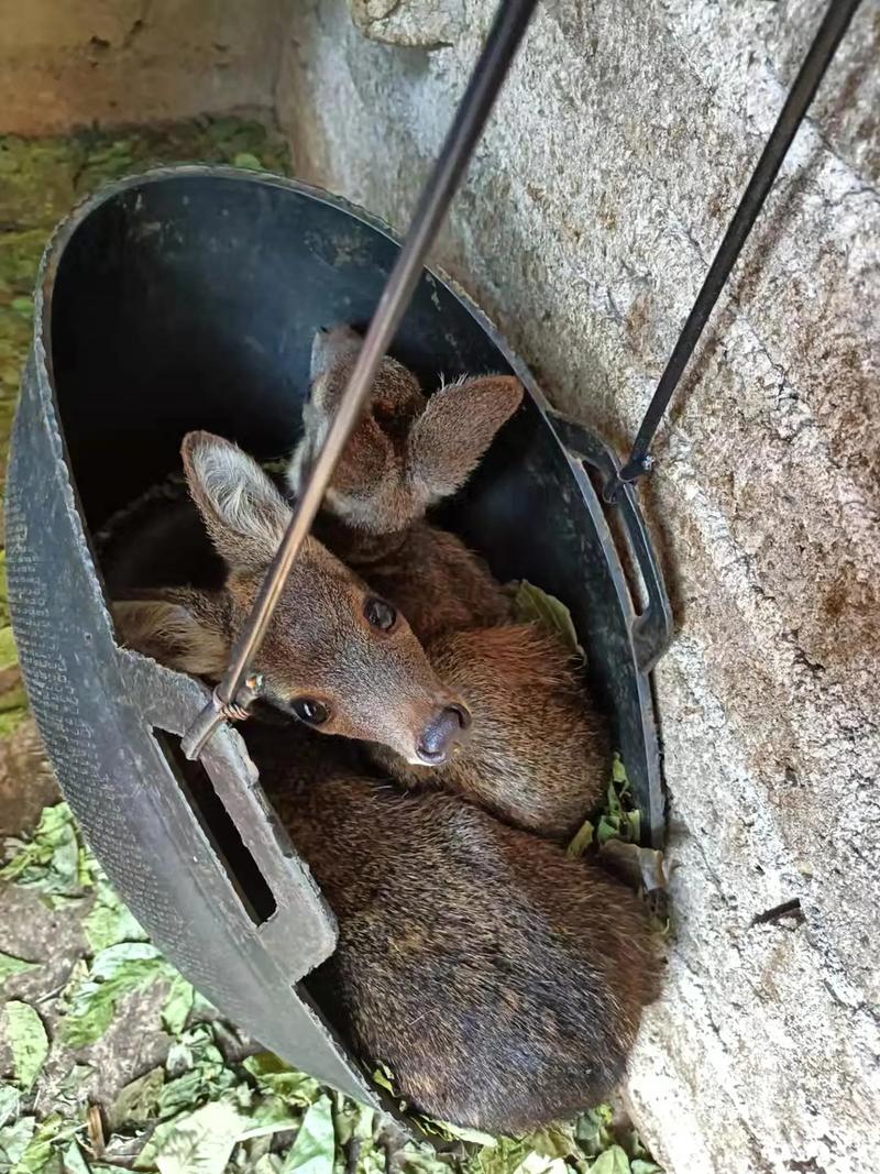 2025林麝活体价格多少?-图1 2025林麝活体价格多少?-图1