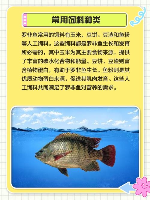 罗非鱼养殖如何防病？技术要点有哪些？-图1