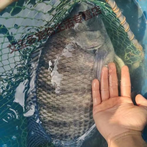 罗非鱼养殖如何防病？技术要点有哪些？-图2