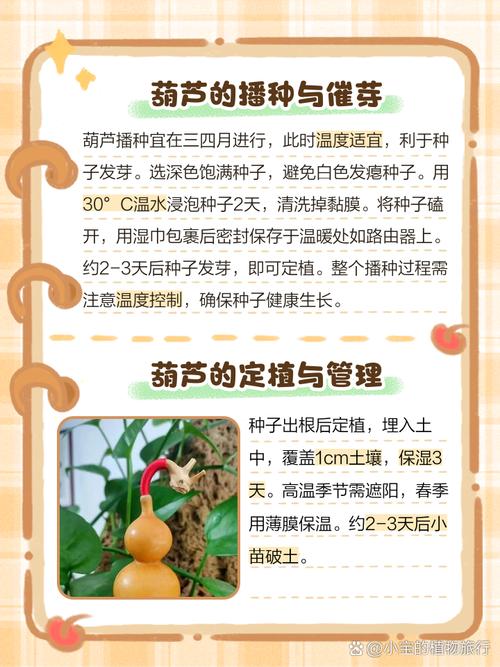 瓠子高产种植技术有哪些关键点？-图2