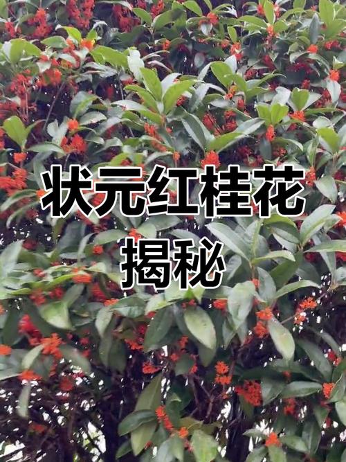红红的桂花是什么品种-图3