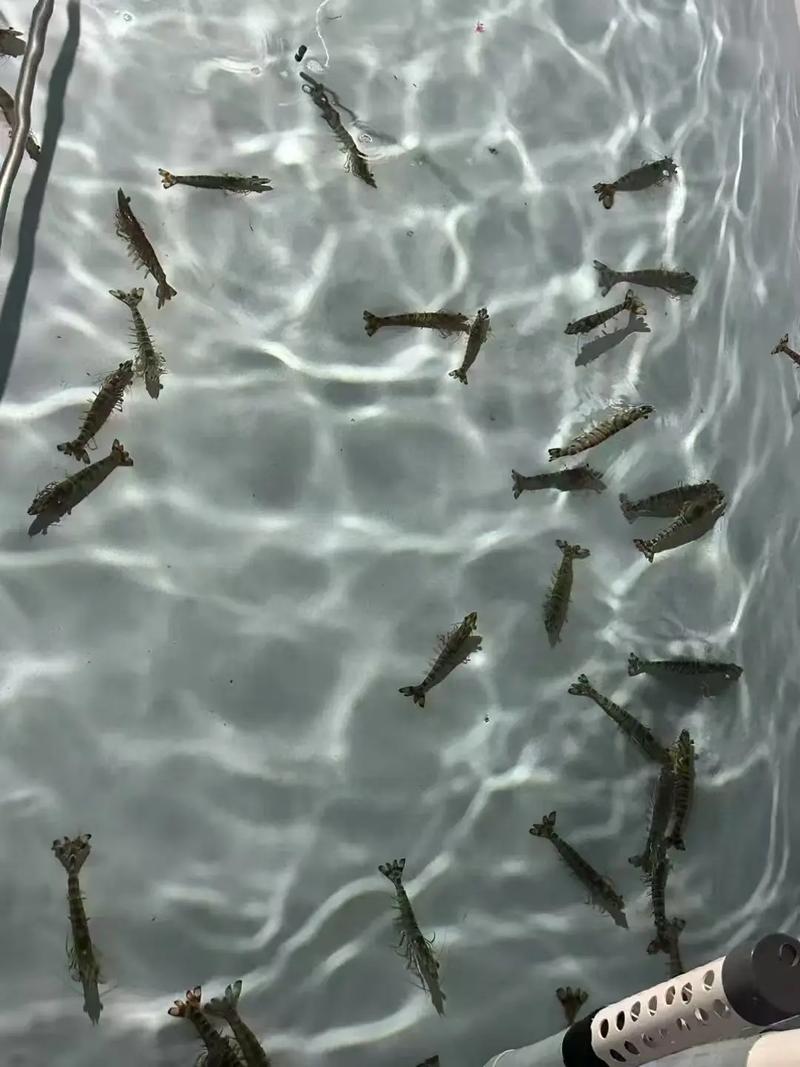 日本对虾生态养殖技术有何关键要点？-图2