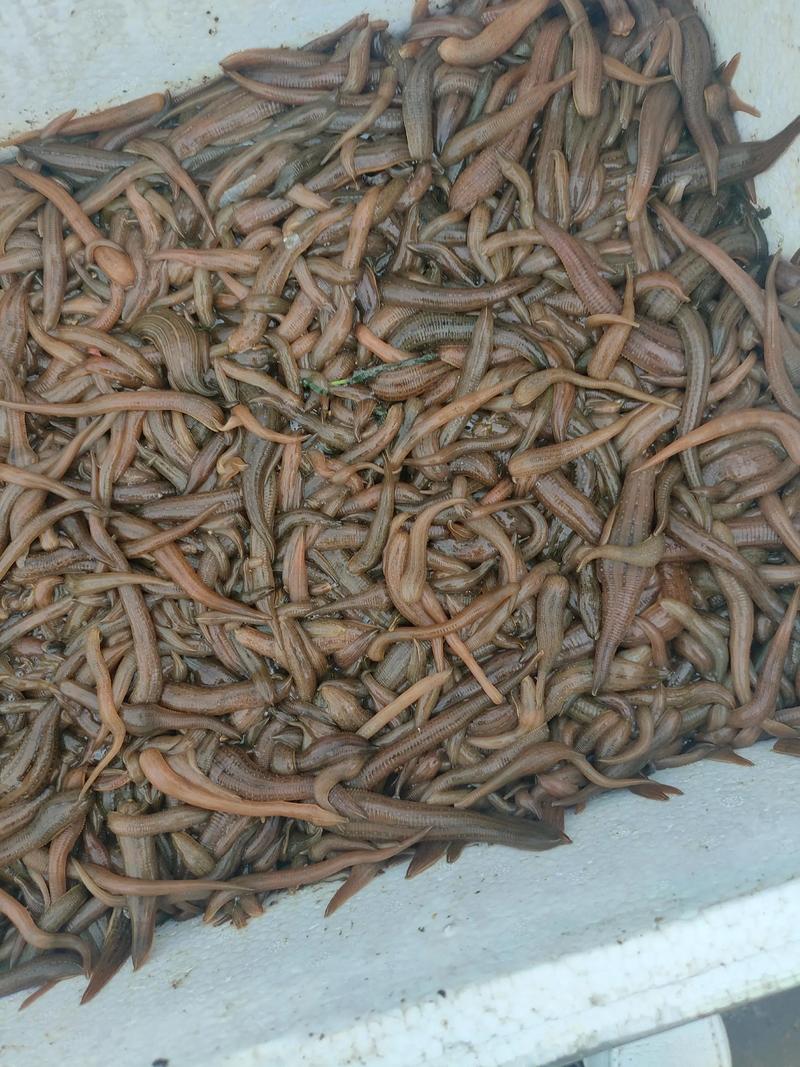 2025年水蛭苗价格会涨还是跌？-图1