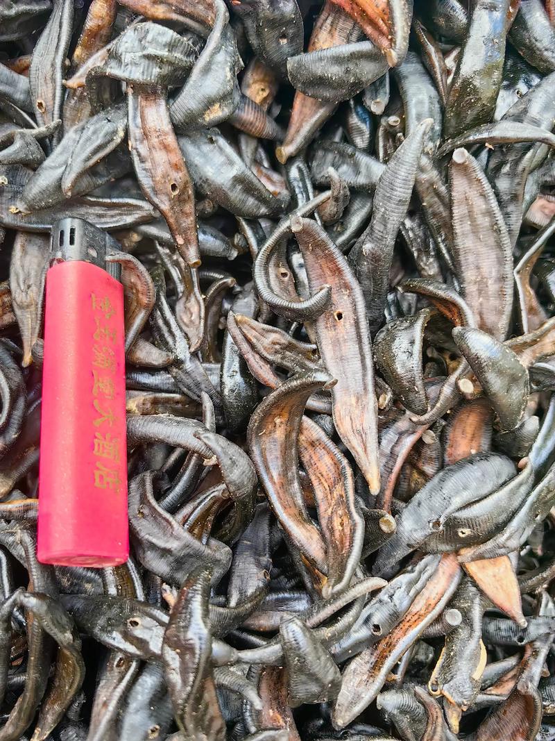 2025年水蛭苗价格会涨还是跌？-图2