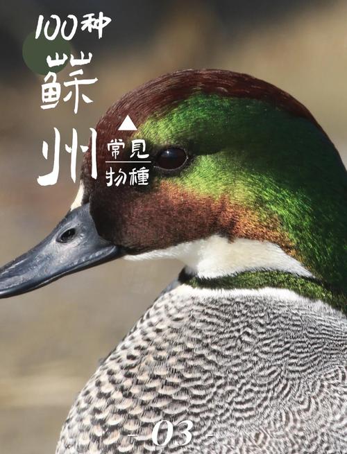 鸭子有哪些常见品种？-图3