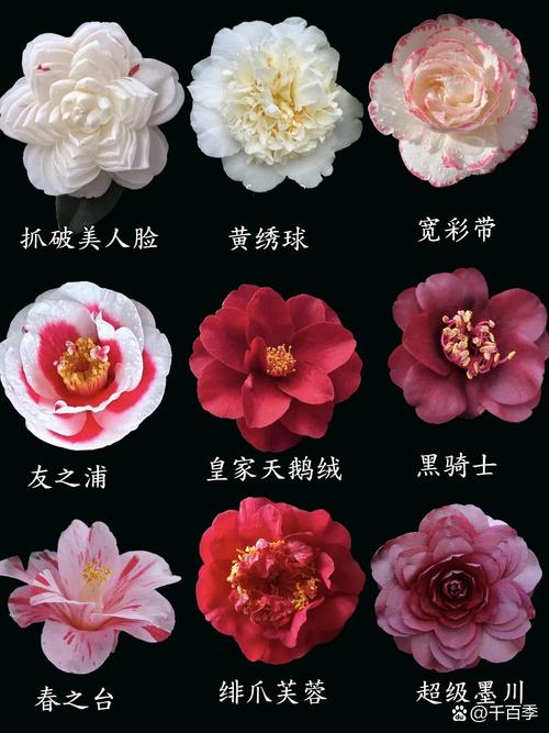 哪种茶花品种开花最多?-图2 哪种茶花品种开花最多?-图2