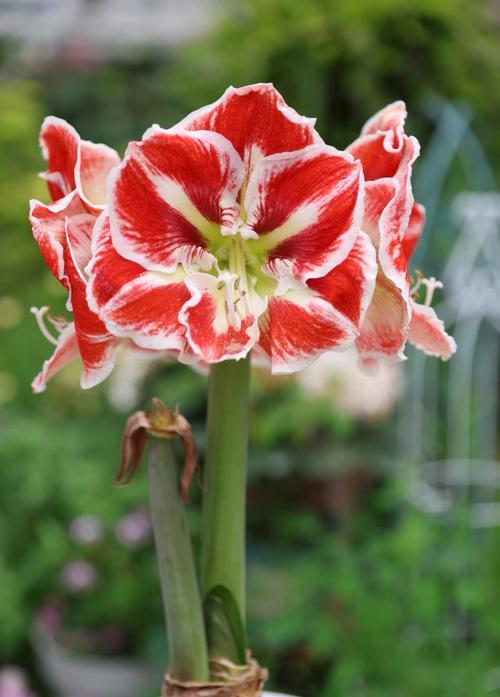 朱顶红品种花有哪些？-图2