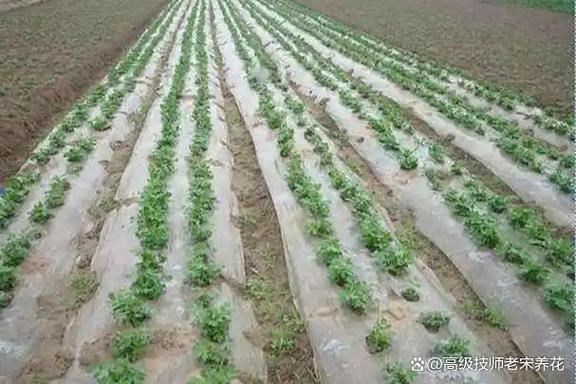 地膜棉花怎么种植技术-图1