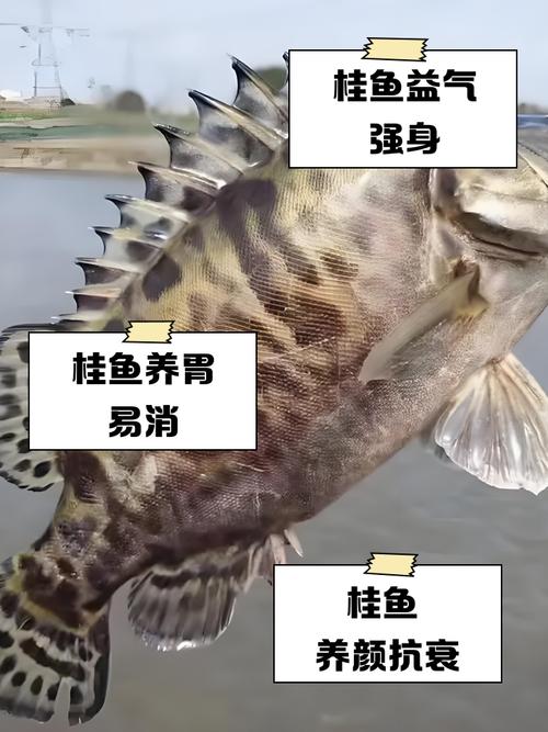 2025年桂花鱼价格会涨还是跌？-图1