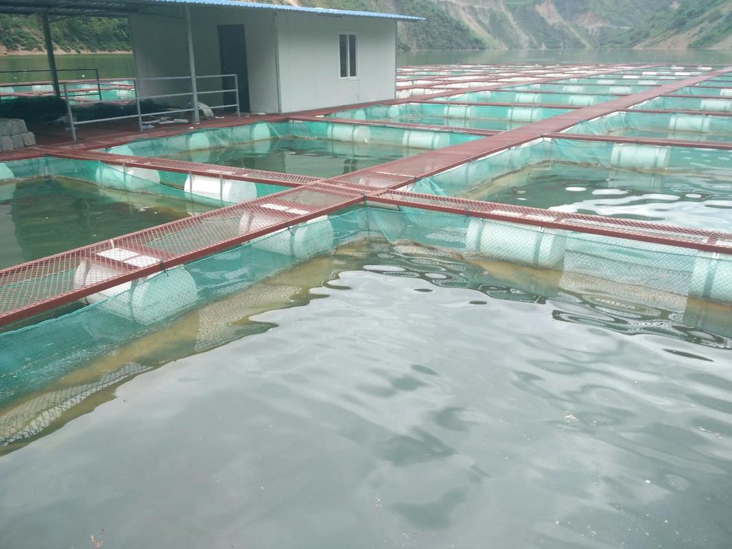 海水网箱养殖鱼类品种-图1 海水网箱养殖鱼类品种-图1