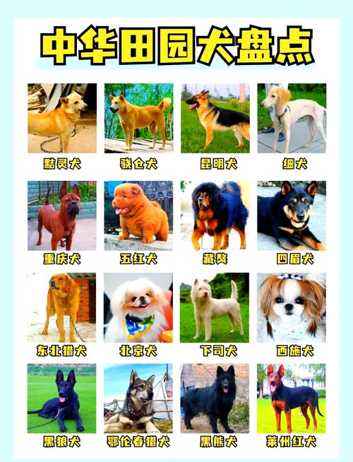 肉犬品种大全图片欣赏-图2