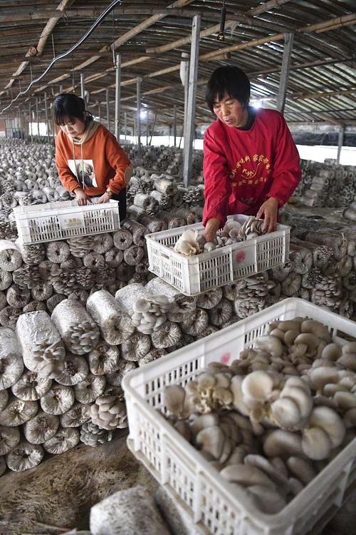 甘肃陇西蘑菇种植技术有何要点？-图3