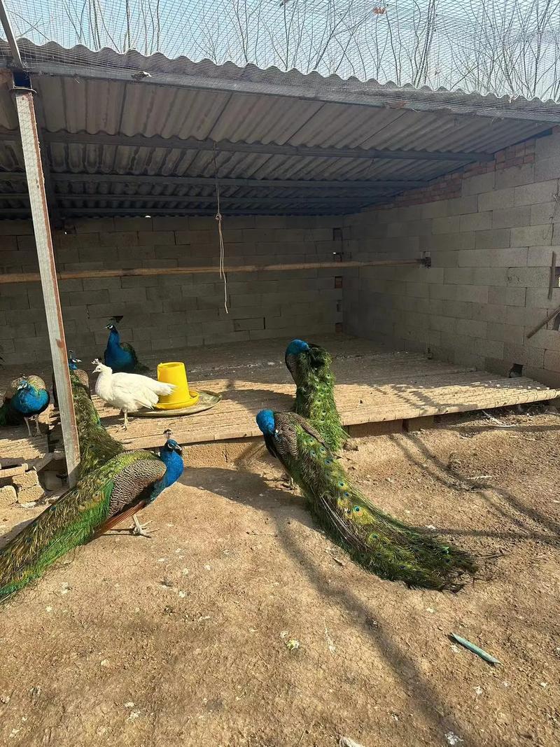 孔雀北方怎么养殖技术-图2