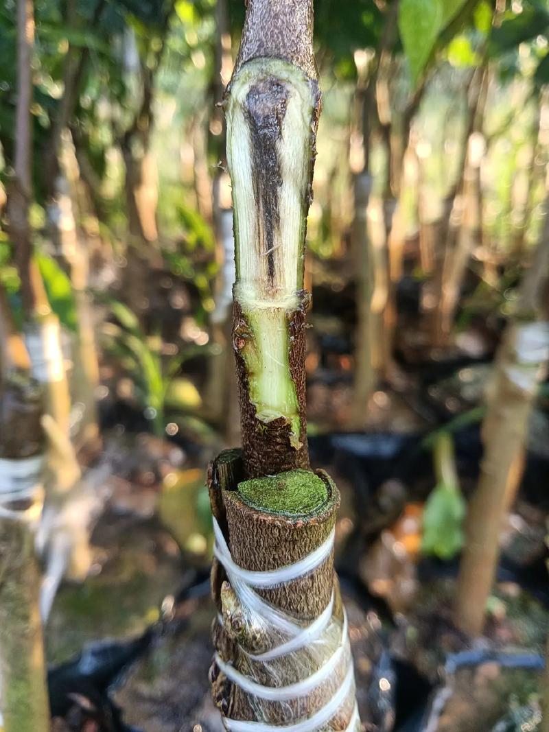 顶级沉香种植技术视频,如何掌握核心要点?-图1 顶级沉香种植技术视频,如何掌握核心要点?-图1