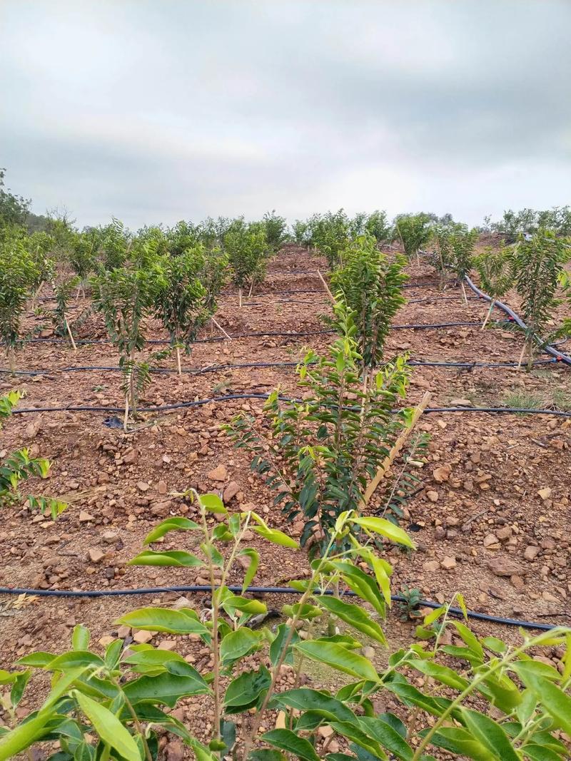 顶级沉香种植技术视频,如何掌握核心要点?-图2 顶级沉香种植技术视频,如何掌握核心要点?-图2