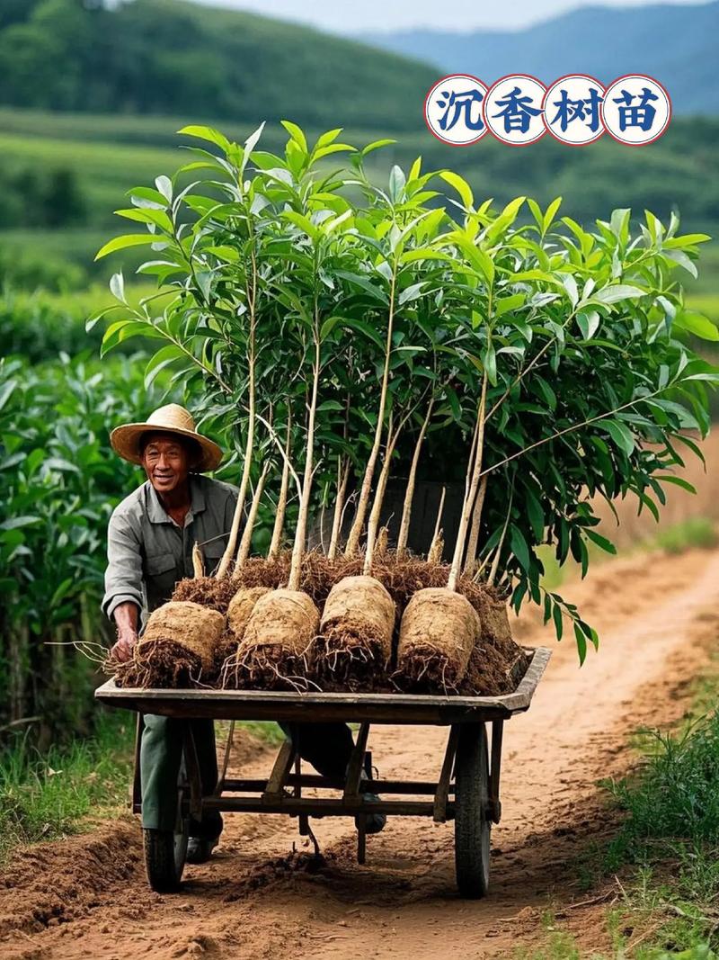顶级沉香种植技术视频,如何掌握核心要点?-图3 顶级沉香种植技术视频,如何掌握核心要点?-图3