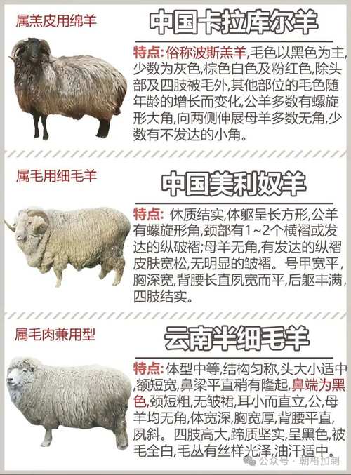 山羊绵羊品种有哪些？-图2