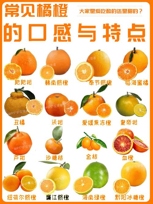 桔子品种繁多，哪些最常见？-图1