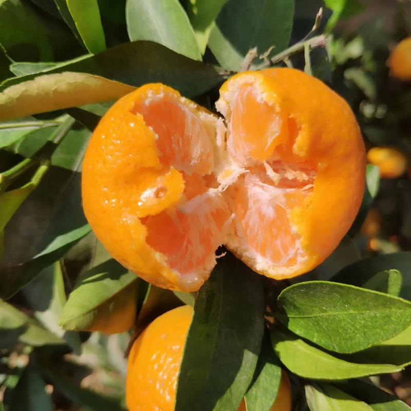 桔子品种繁多，哪些最常见？-图3