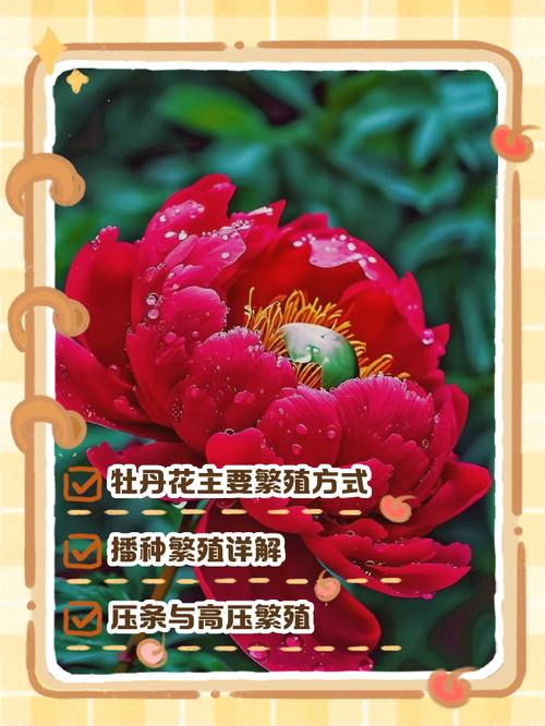 牡丹如何高效扦插育苗?-图1 牡丹如何高效扦插育苗?-图1