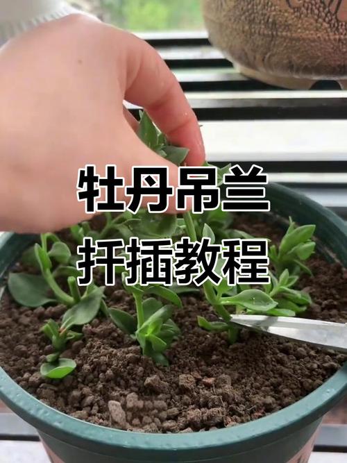 牡丹如何高效扦插育苗?-图3 牡丹如何高效扦插育苗?-图3